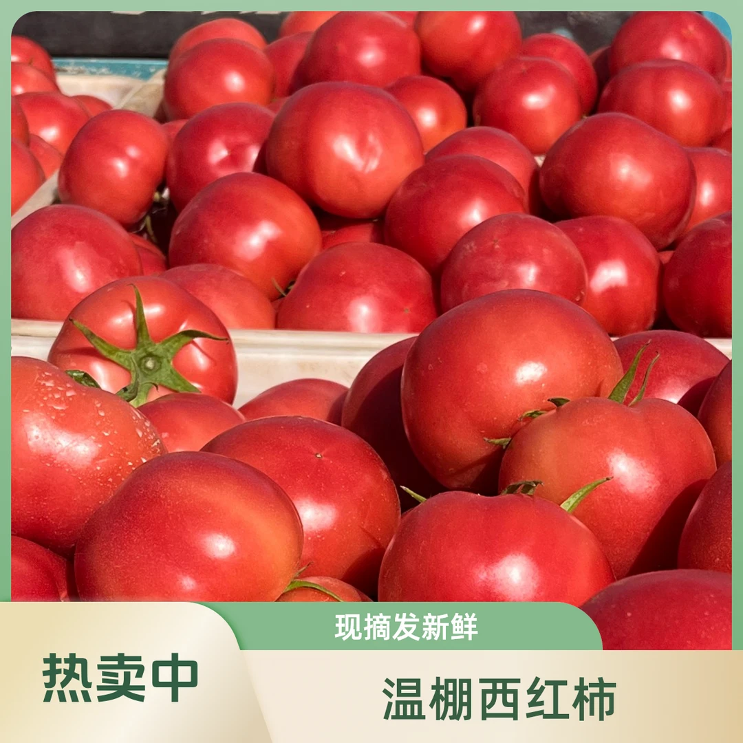 内黄县老家西红柿 现摘现发 自然成熟 酸甜爽口4.5～5斤