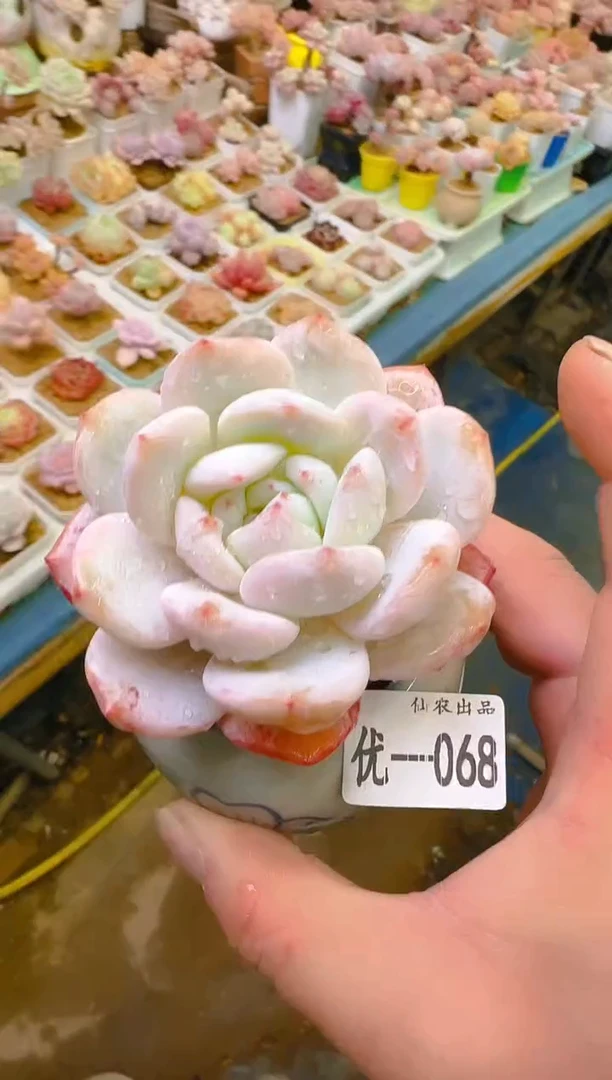 【闪购商品】优—068—仙农（梦露)换7方