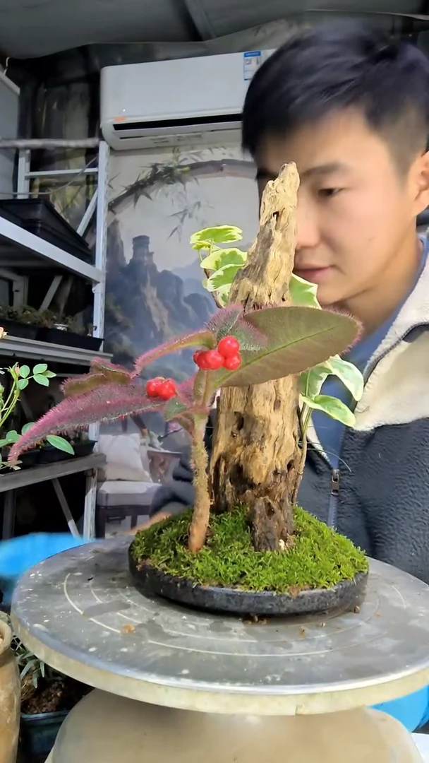 晓****…中青园艺一物一拍花65