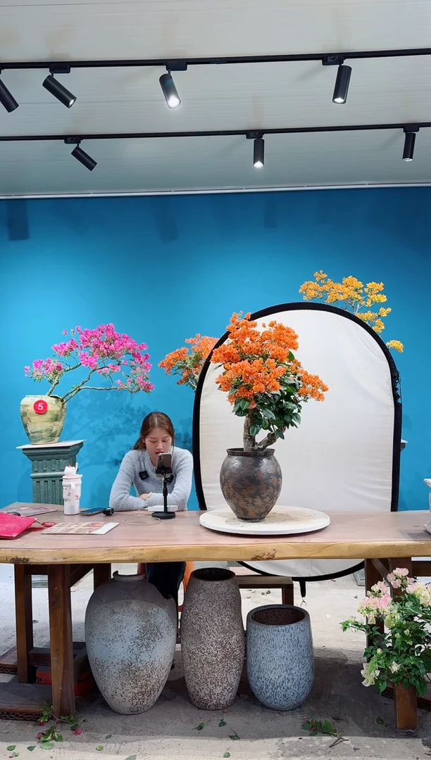 全部花朵爱马仕橙三角梅