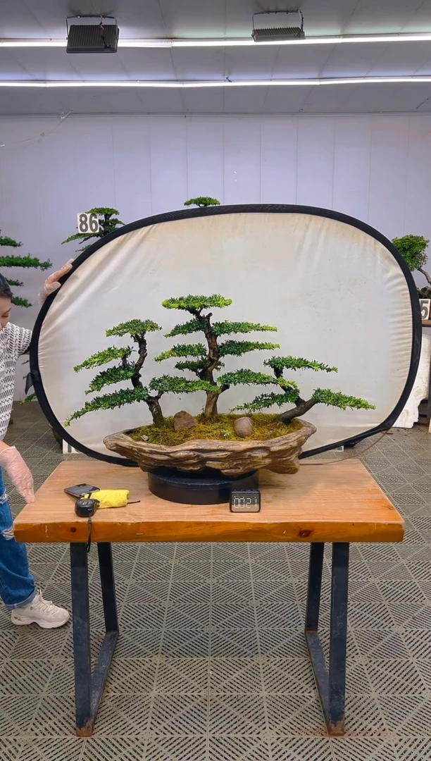 无花朵一物一拍一物一拍