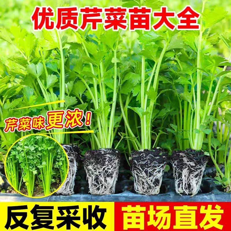 皇后西芹秧苗四季水果香芹苗春天家庭盆栽阳台蔬菜根芹菜幼苗带土