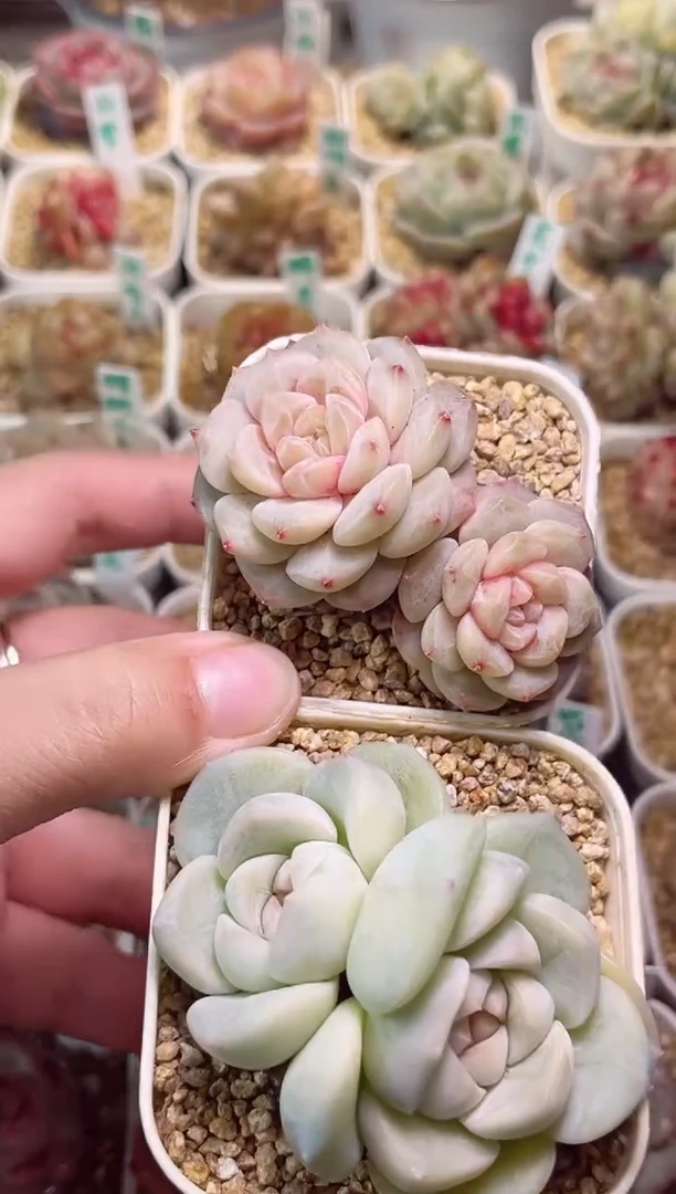 【闪购商品】G916棉花糖和雪球