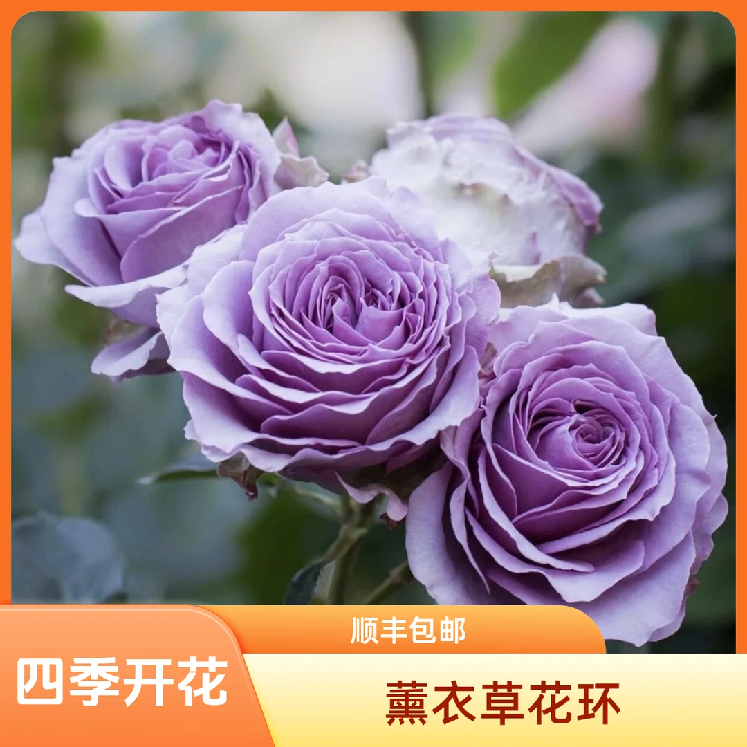 【顺丰包邮】薰衣草花环爬藤月季花期多季节重复开花勤花浓香月季