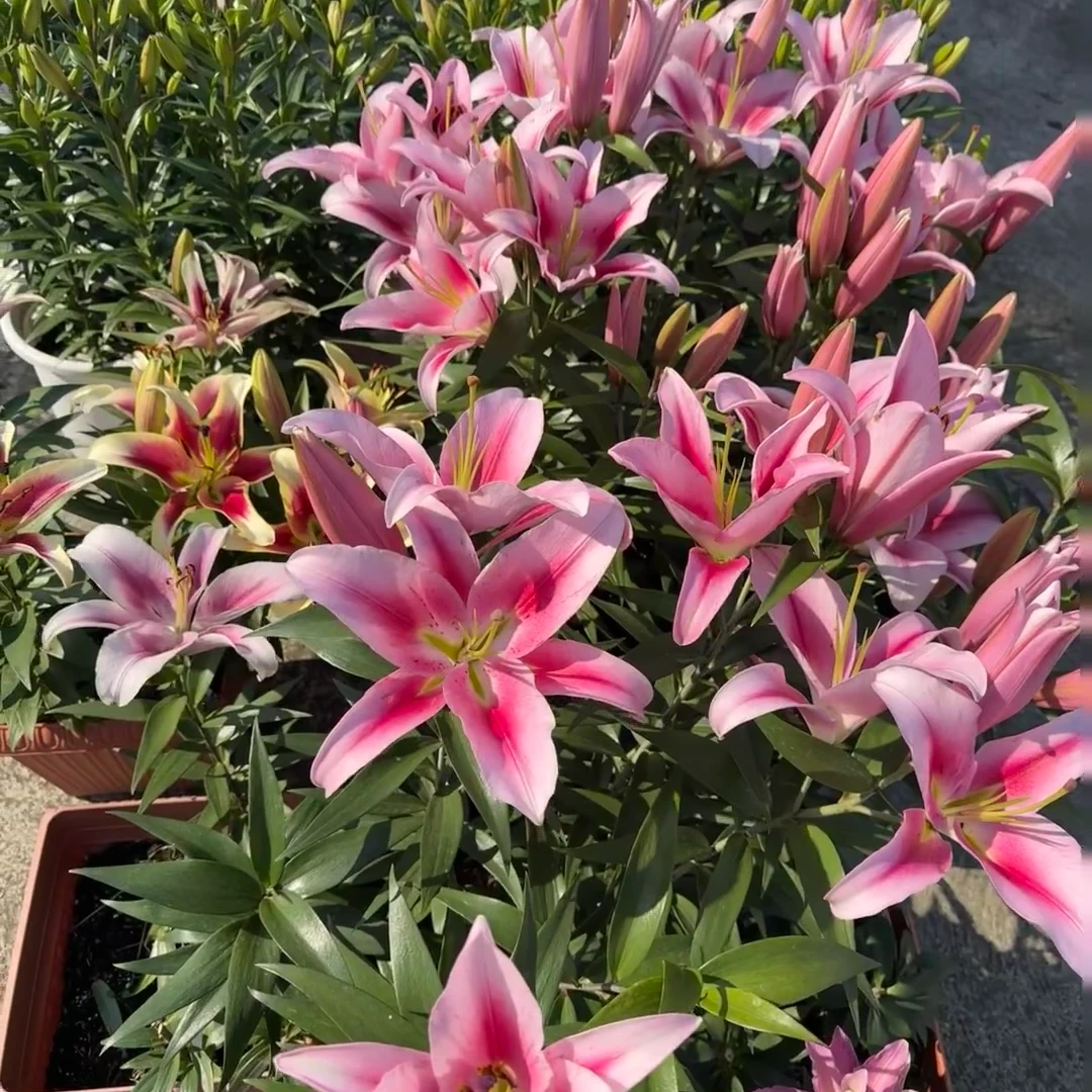 （ 梦中情人）稀有香水百合 东北鲜花 原产地直发鲜花顺丰包邮