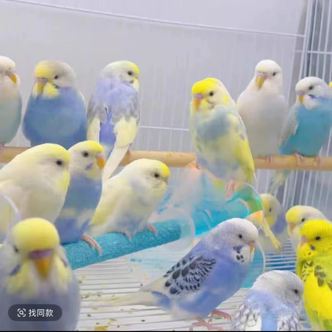 手养虎皮大头金彩鹦鹉，能上手不咬人，可教说话，可认主的温顺鸟