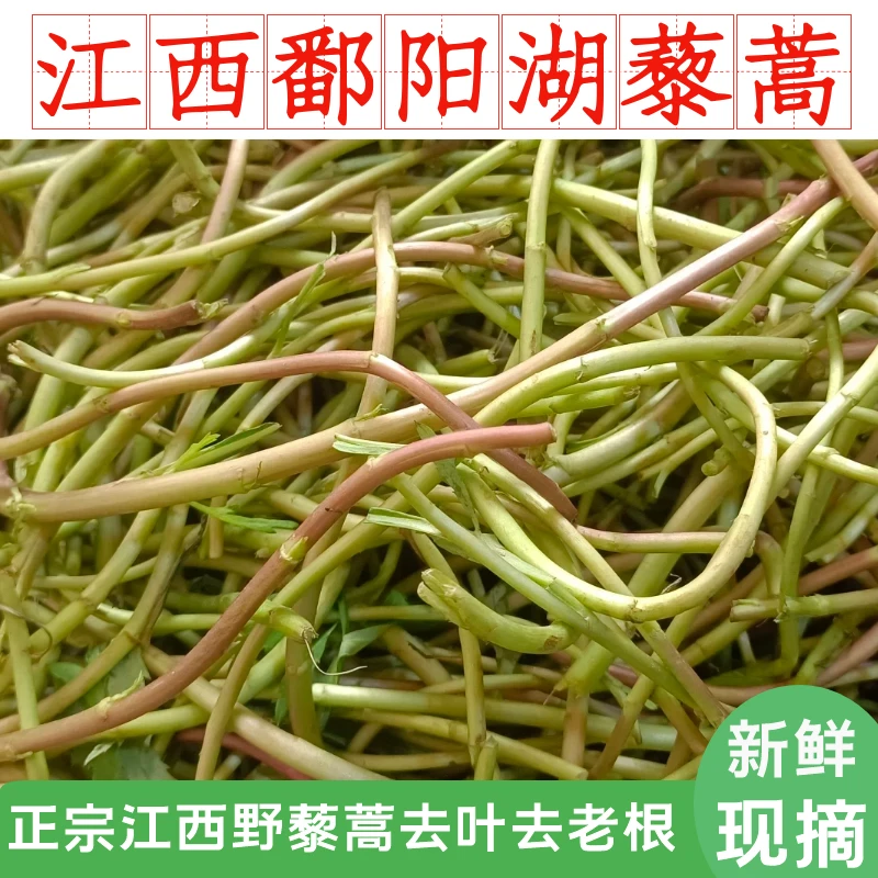 江西鄱阳湖藜蒿新鲜芦蒿现摘去叶去老根 正宗南昌藜蒿茎上饶泥蒿