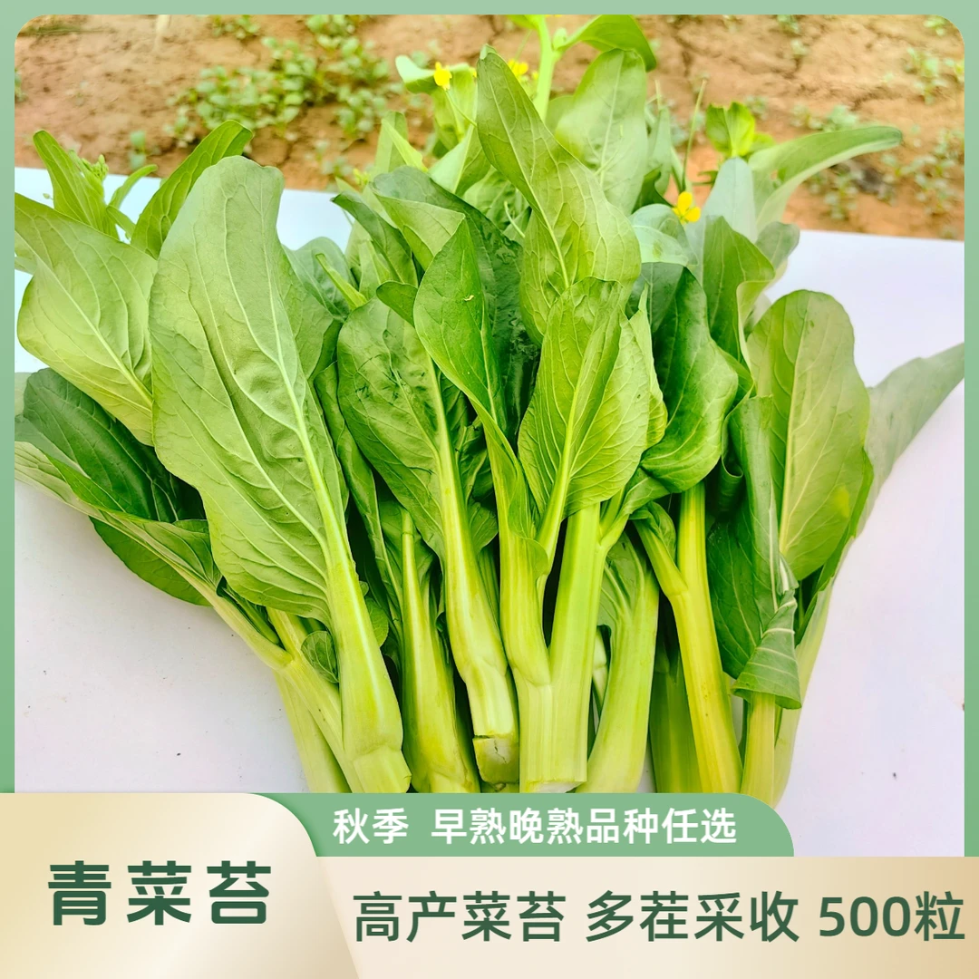 青菜苔种子早熟青菜苔晚熟青菜苔种子菜苔秋季露天阳台菜地种植
