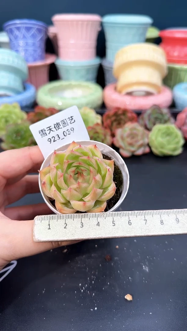 923-039青山（冠幅5cm）