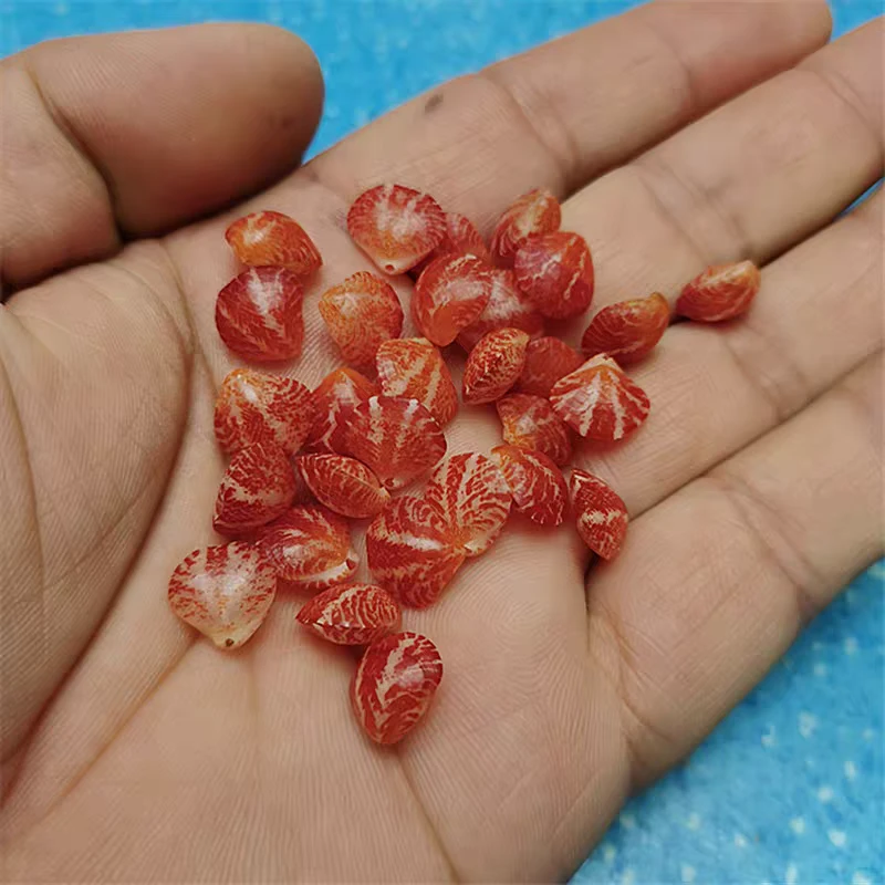 赤焰酸浆贝稀少标本贝天然颜色小尺寸1厘米左右随机发一个