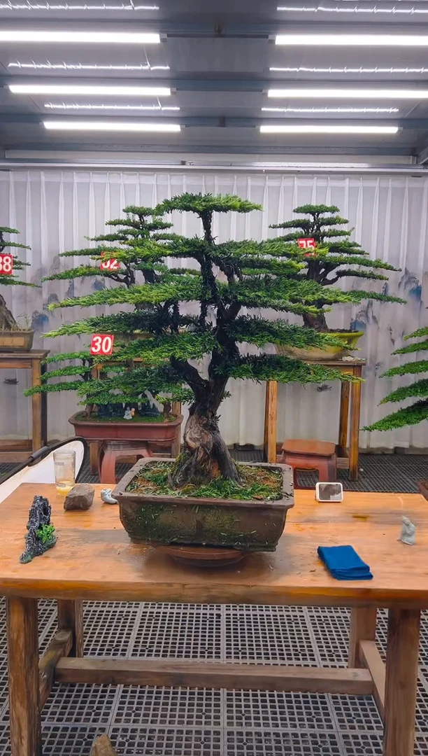 无花朵希***天精品盆景直播间一物一拍