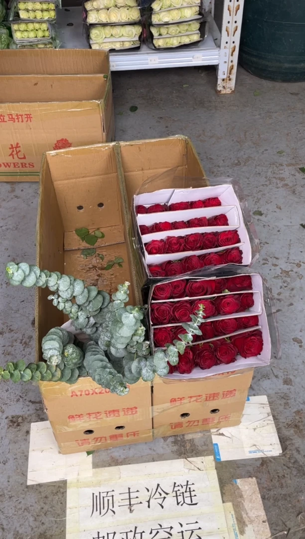 高原红5扎+尤加利