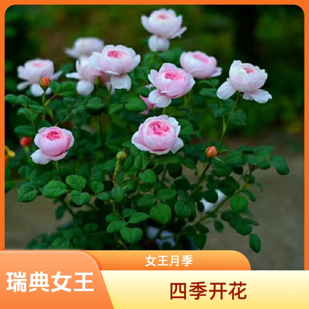 瑞典女王 月季花苗 多季开花 浓香 切花 庭院阳台花卉盆栽玫瑰