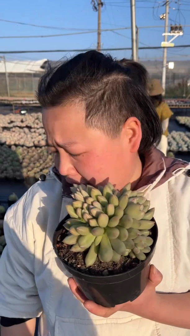 【闪购商品】6-双头起岩字带盆土11.8