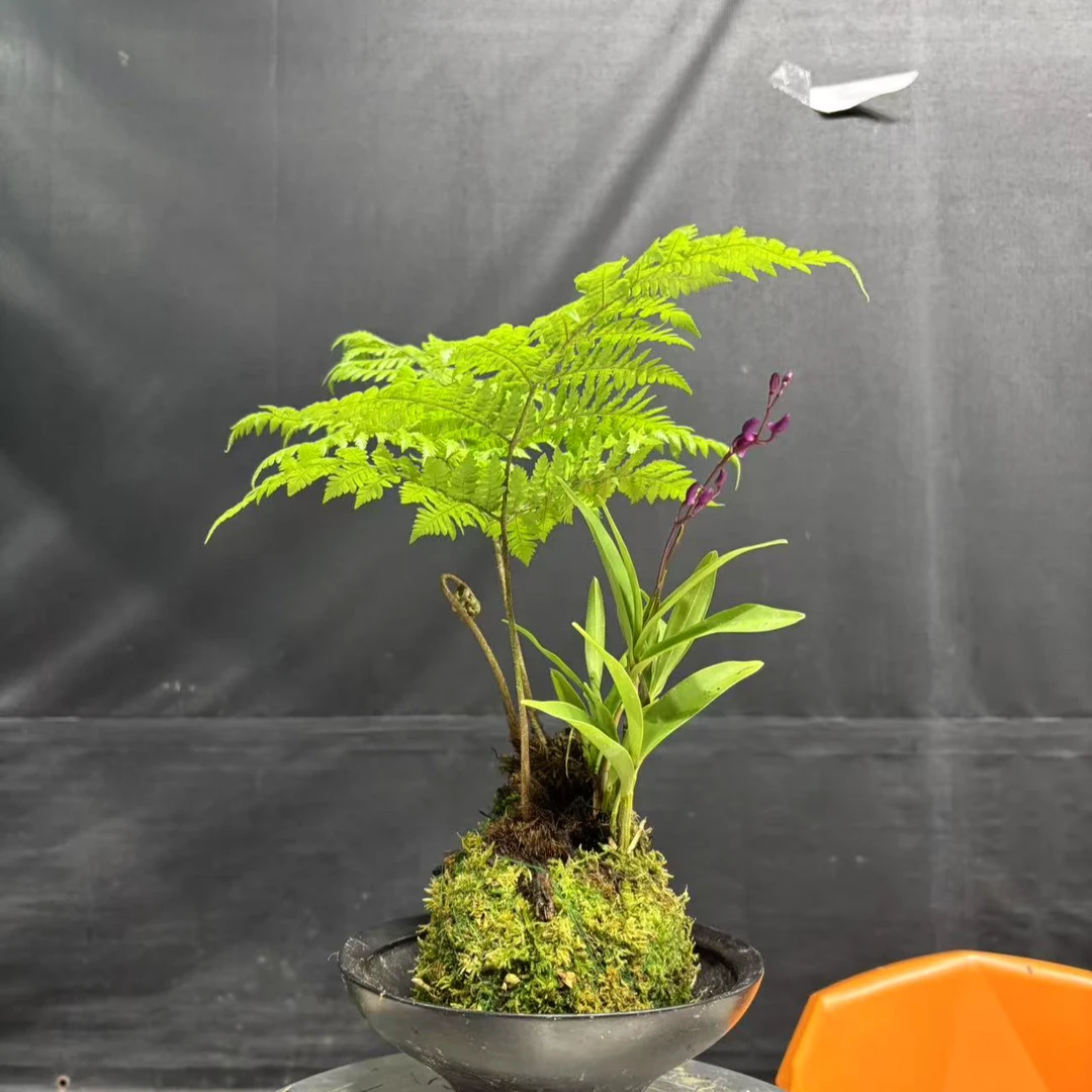 水培植物，红灵蕨