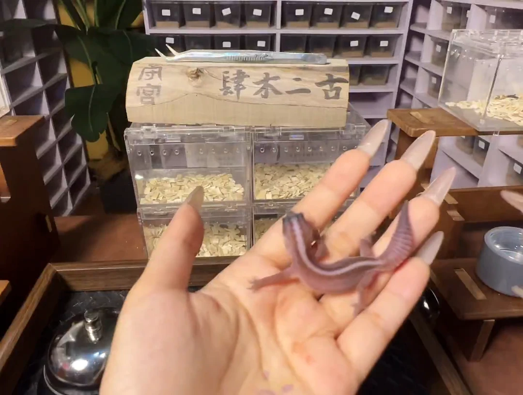 肥尾守宫奥利奥无纹直线