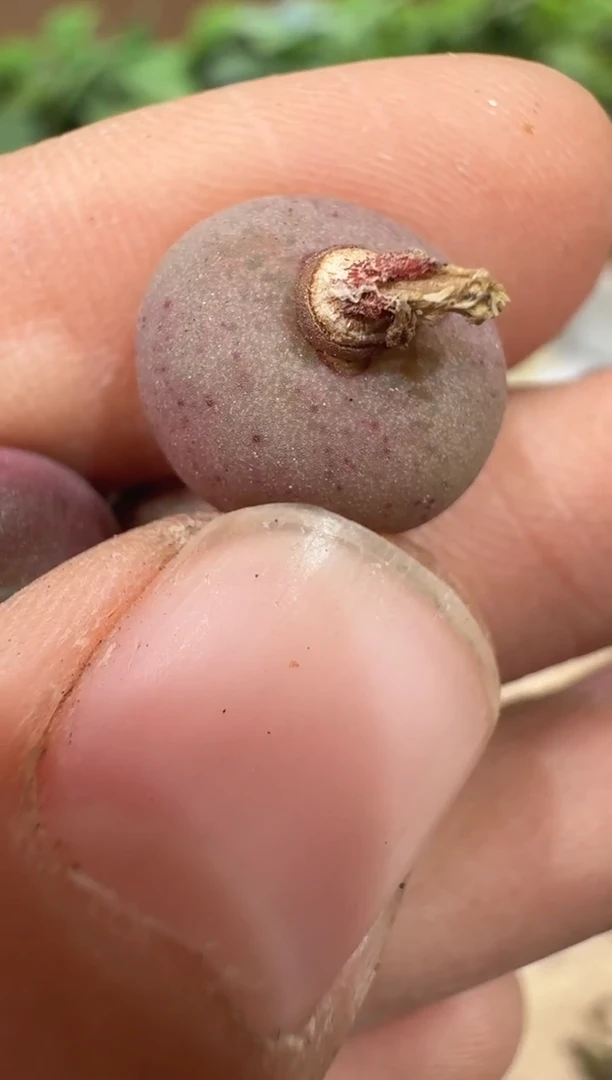 l****蔡29-149多肉植物肉锥