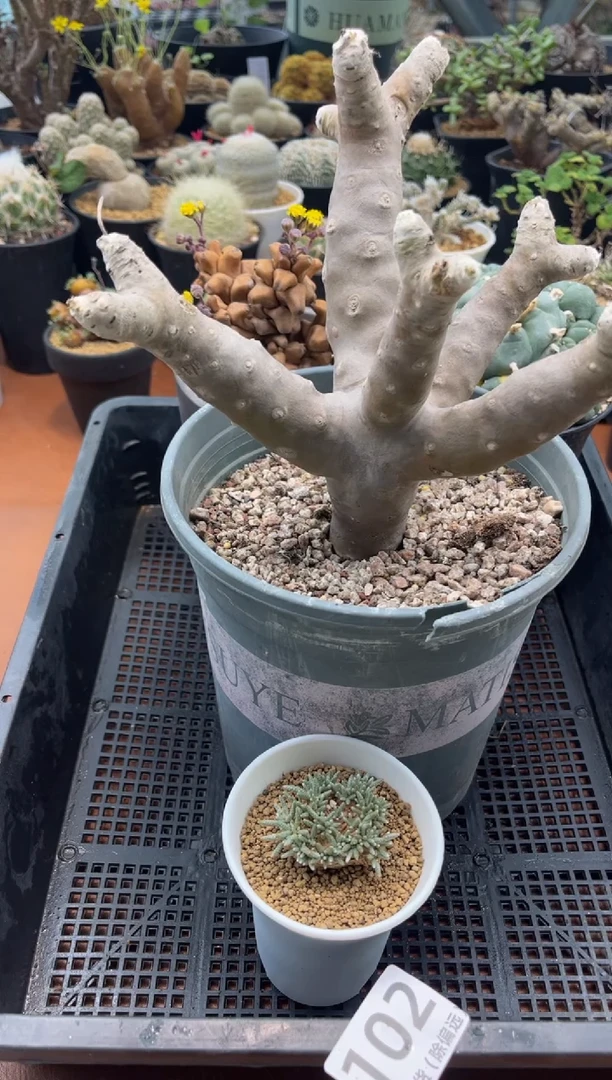 ❤**❤惊喜专拍两颗雪鹿韧劲组合