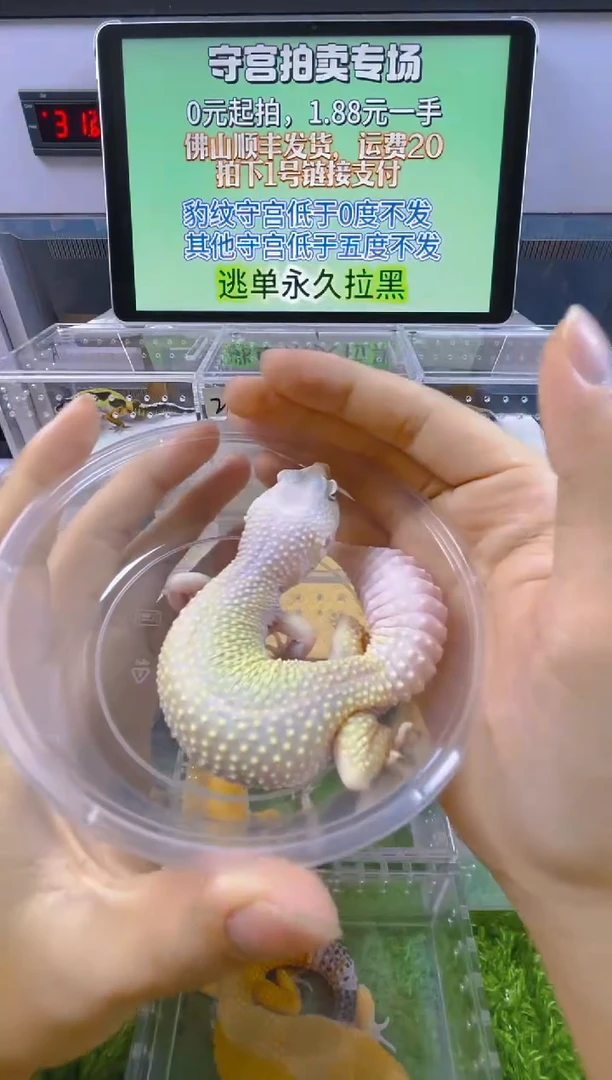 豹纹守宫豹纹肥尾成体苗子亚成