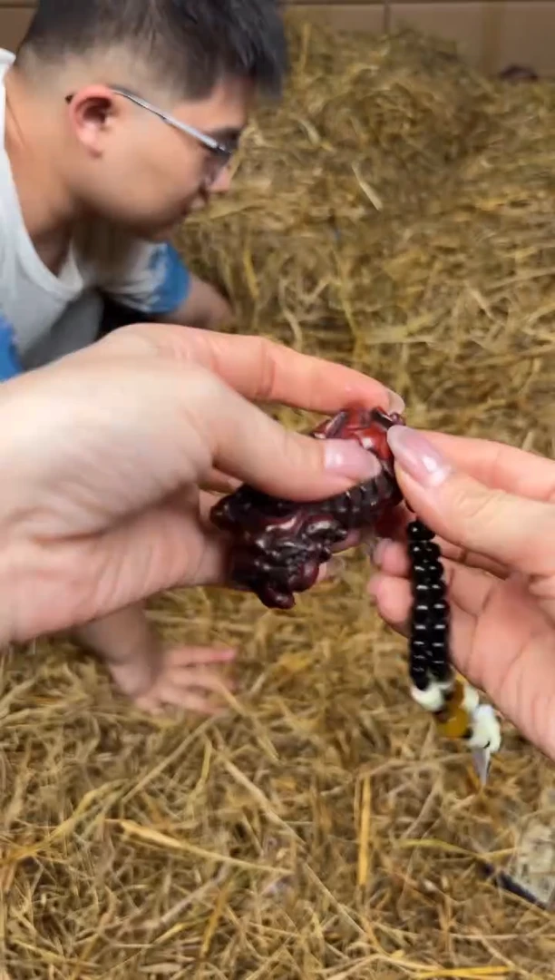 文檀精品手串《无礼盒》