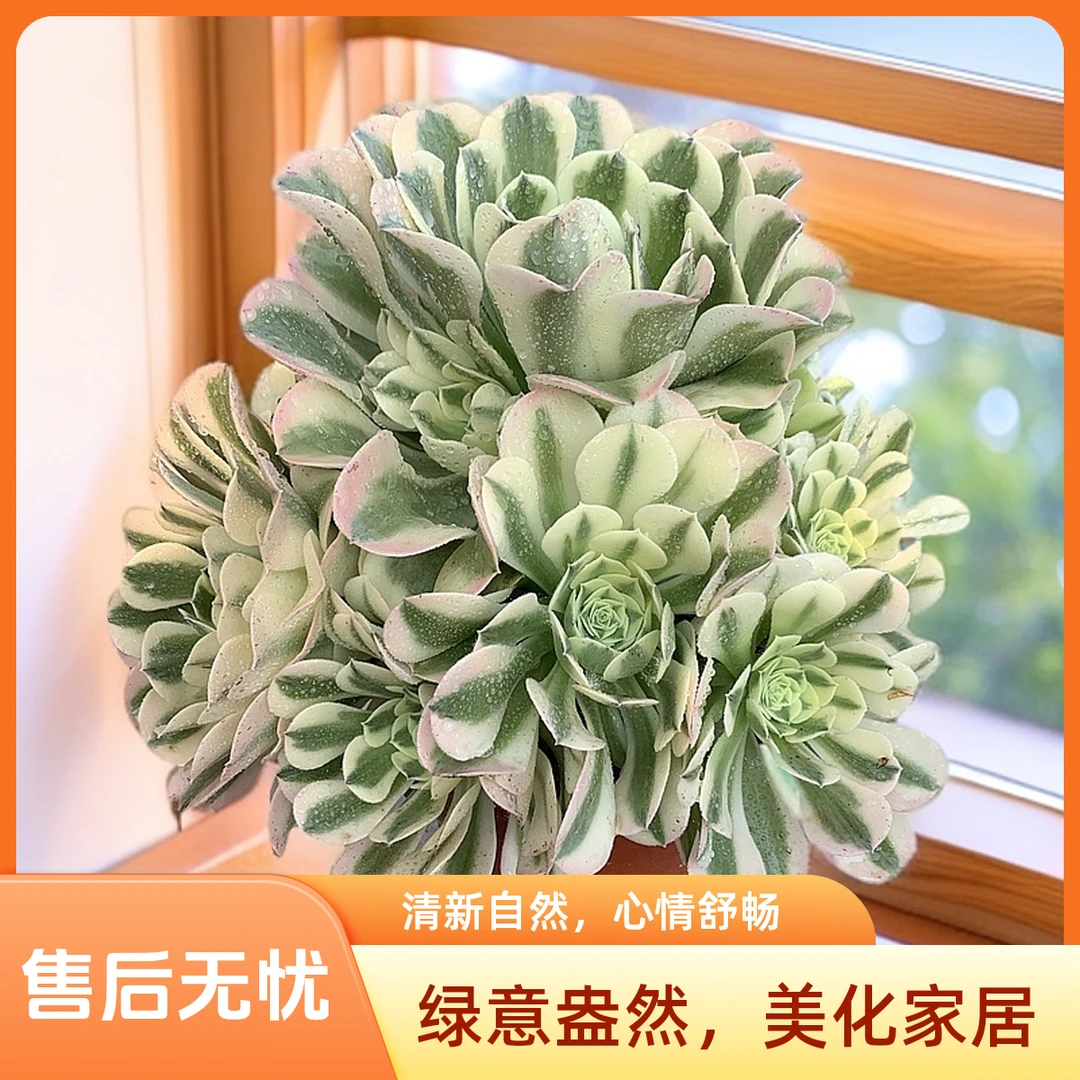 绿豆沙多肉法师锦多肉植物脱土裸根发货不带盆