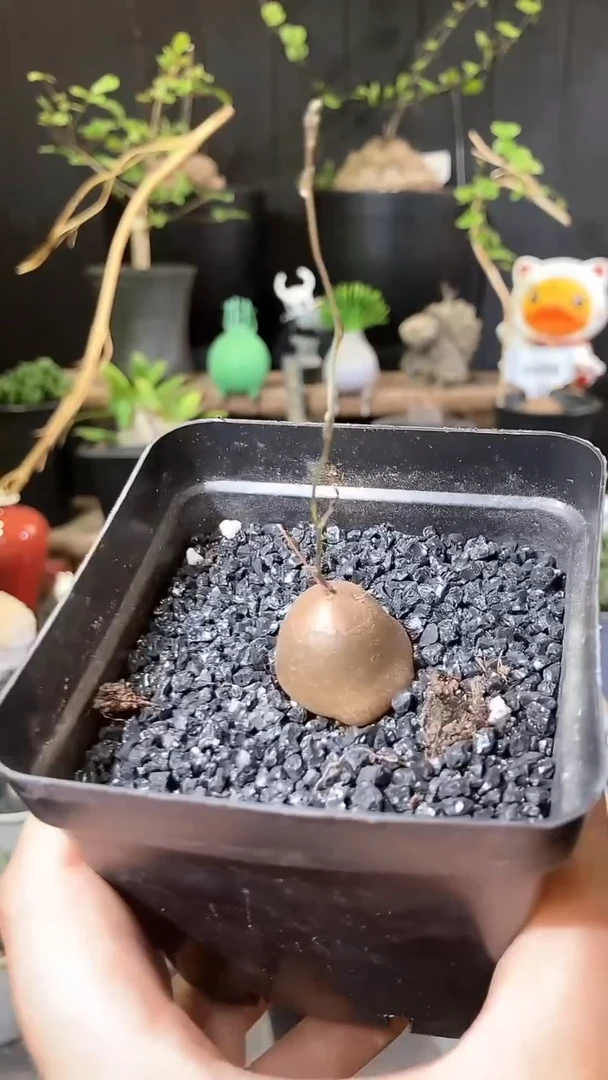 量拍福利半球龟甲龙宝宝带盆