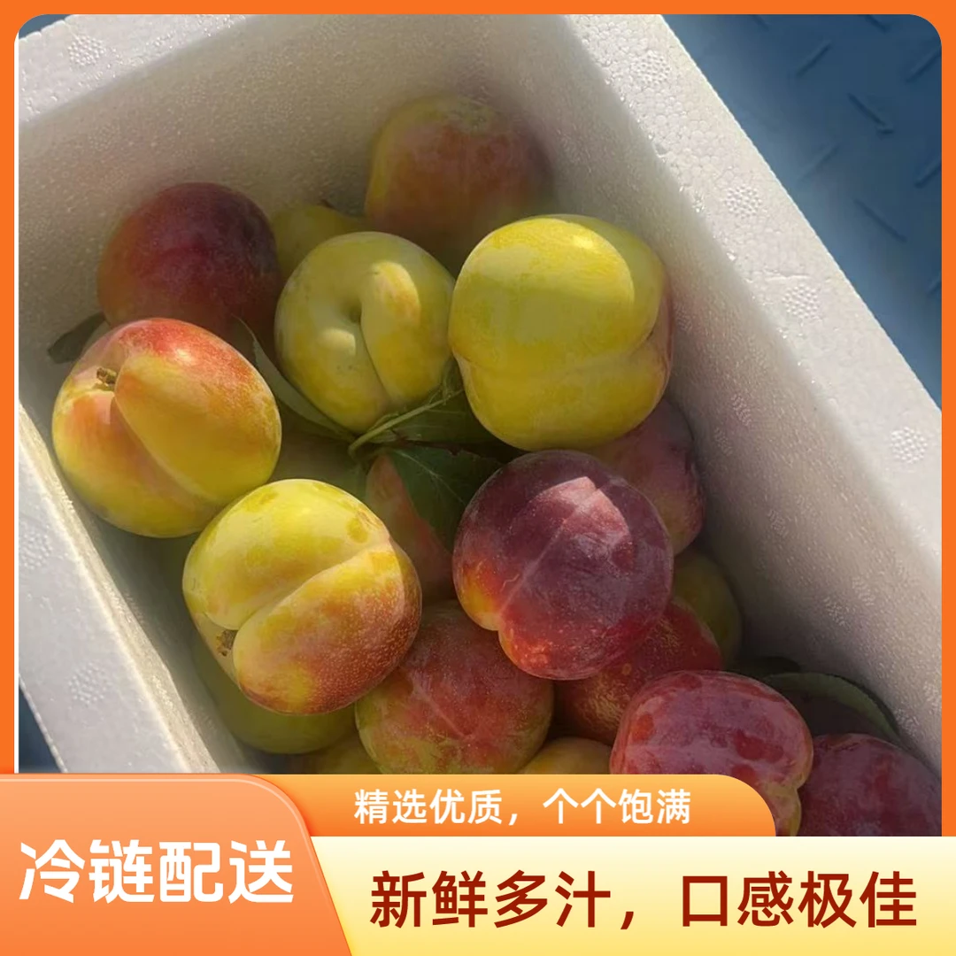 冰糖李子内蒙古自治区