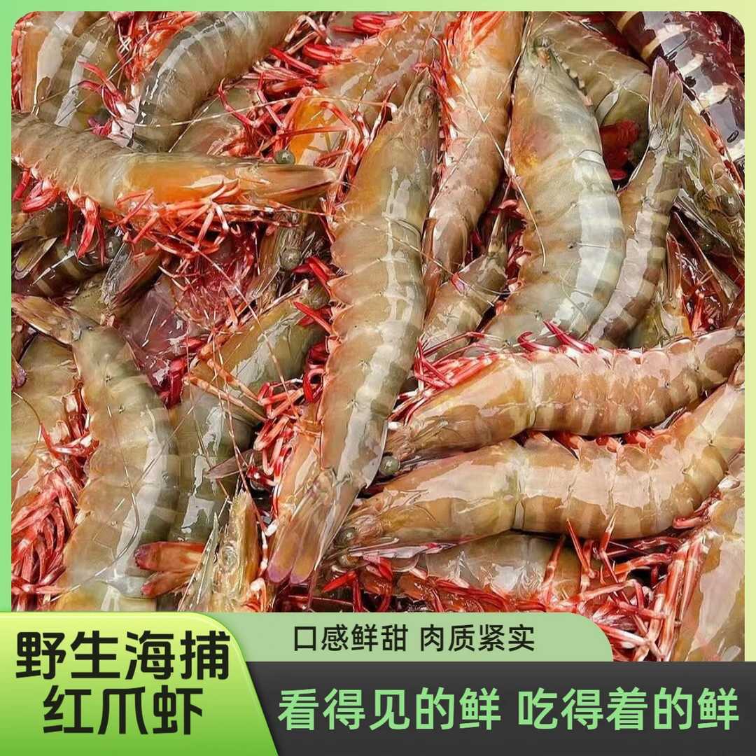 野生海捕红爪虾中丰虾新鲜海虾