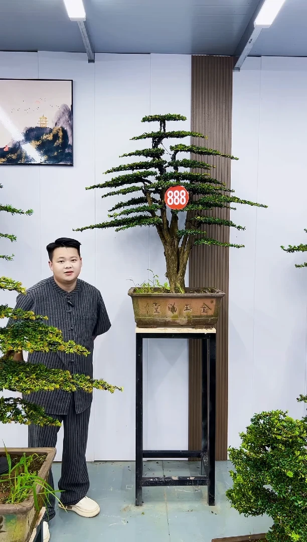 无花朵浪***，00000000