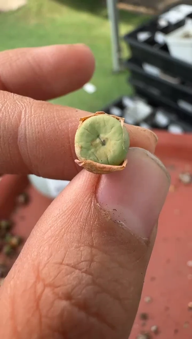 美丽的肉石头10-93