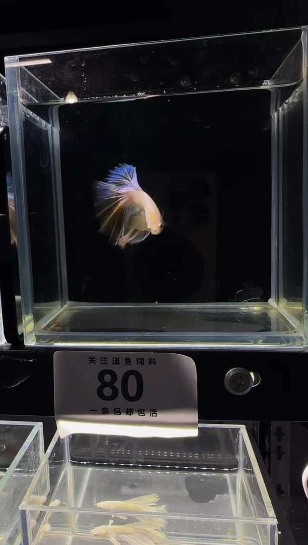 斗鱼泰国斗鱼竞拍0080