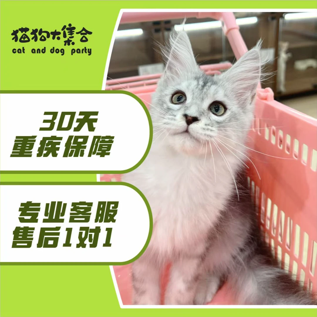 萍乡猫狗集合金渐层矮脚银渐层英短萌宠活体