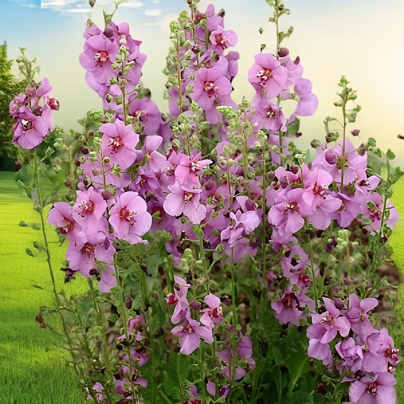 路兮小农民进口毛蕊花品种盆栽系列花卉花园植物宿根花苗切花耐热
