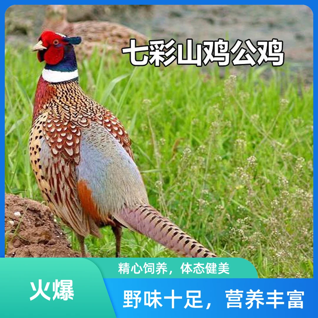 散养七彩山鸡成年鸡公鸡母鸡新鲜顺丰包邮