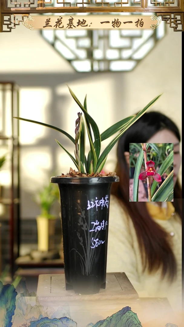 全部花苞红霞带花苞