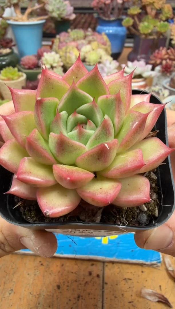 东云多肉园二店-656