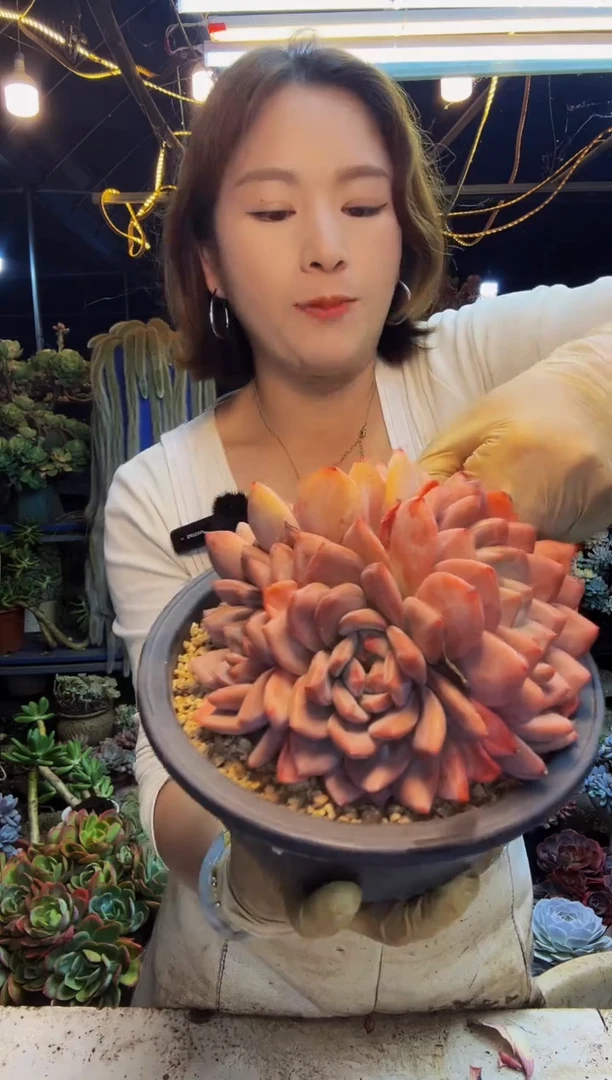 变异星影一物一拍脱土包邮