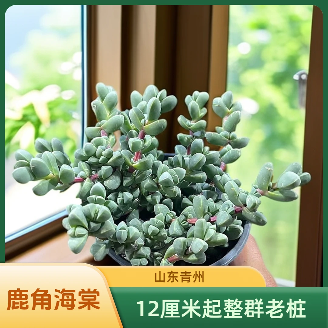 鹿角海棠（12厘米盆）山东王多肉老桩多肉