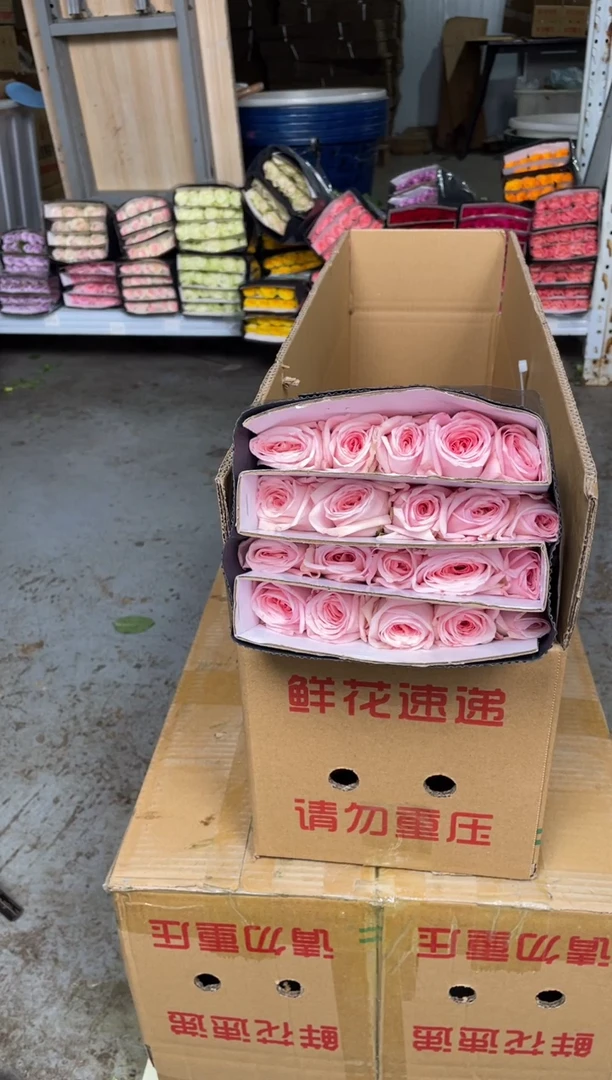 单头玫瑰粉荔枝20枝