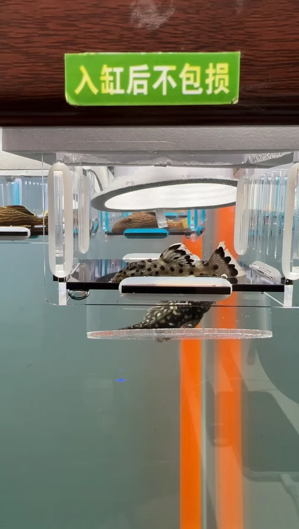 清道夫139号 264入缸不包损录制完整开箱视频5厘米