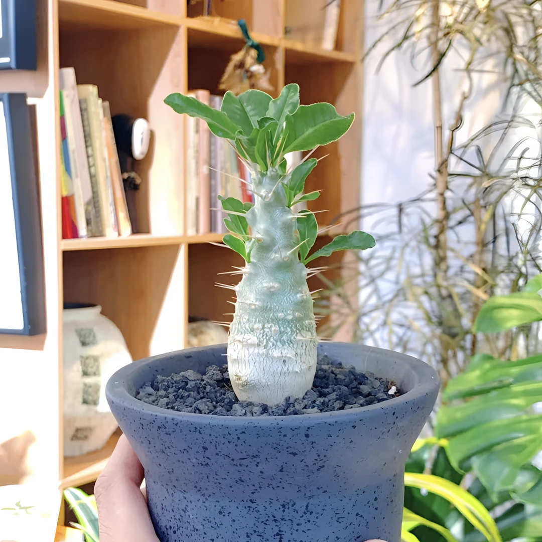 实生白马城块根多肉植物 优选根盘粗壮美观萌趣室内好养开花盆栽