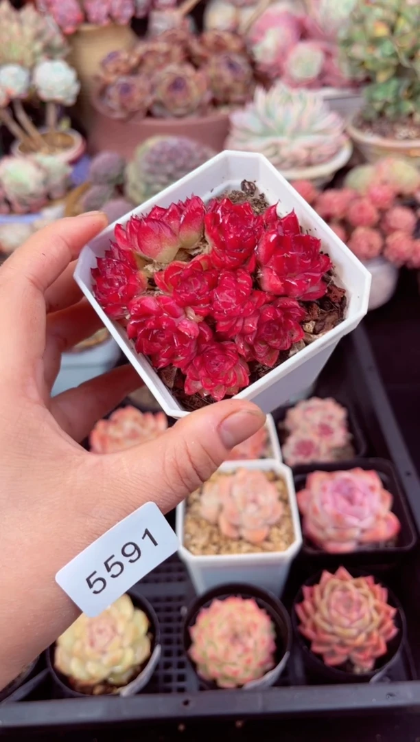 【闪购商品】5591群生红女王多肉