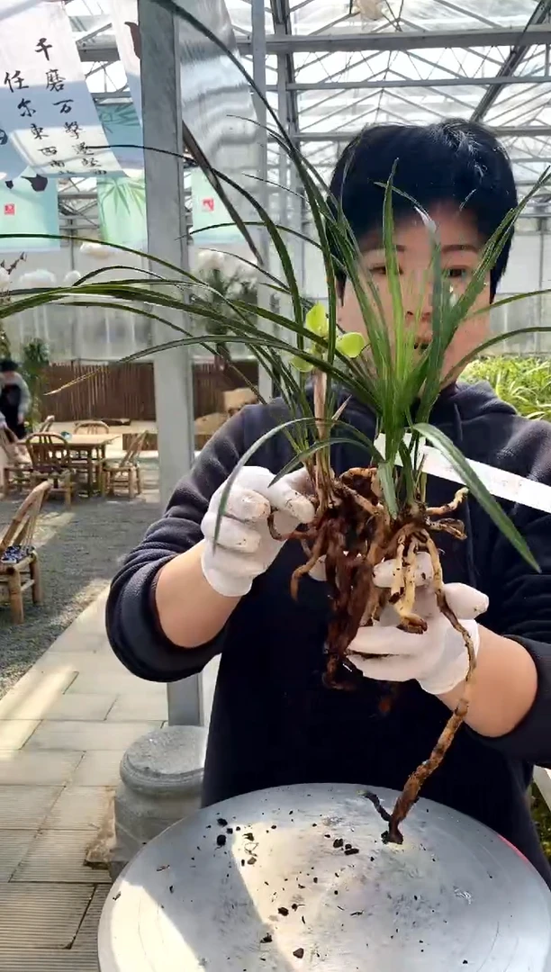 【闪购商品】西神，随意