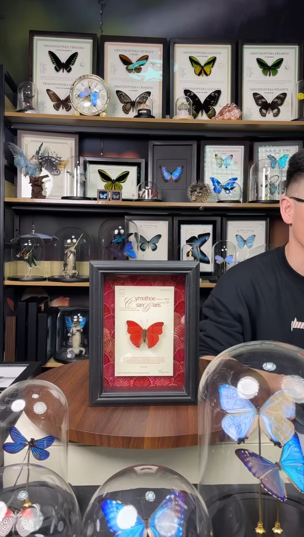 血漪蛱蝶-红布底悬浮版【7寸欧式框】