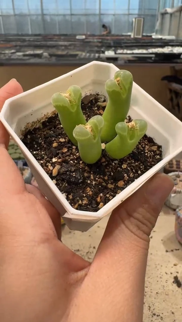 10-43多肉植物肉锥