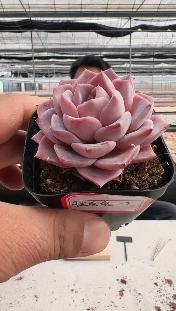 【闪购商品】月光玫瑰-2