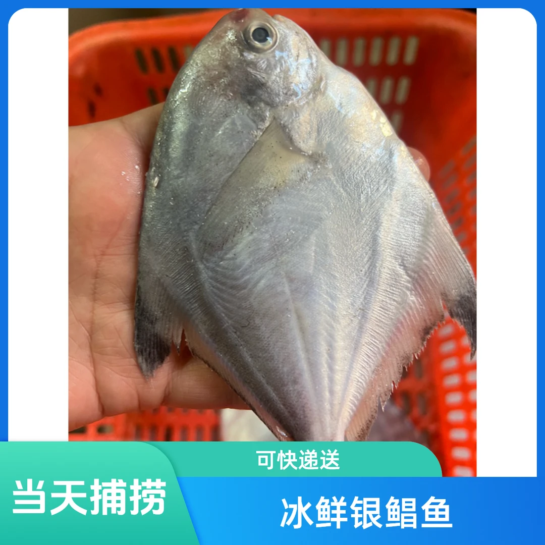 冰鲜 银鲳鱼到手一斤炸鱼