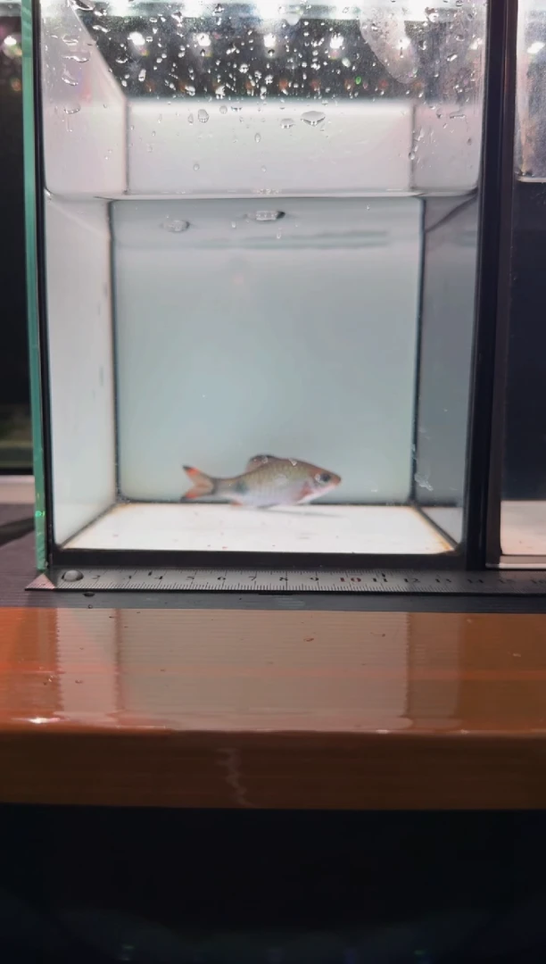 海水鱼梦幻黑影道人