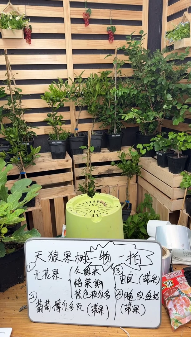 格莱斯 无花果 2.8L  053