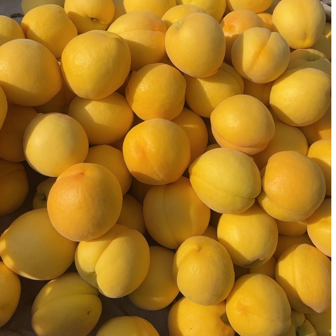 【诚信生态果农】山东大黄桃毛桃软吃软甜爆汁净重4.5斤